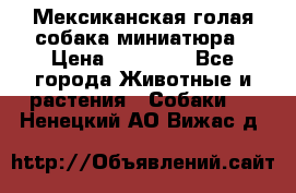 Мексиканская голая собака миниатюра › Цена ­ 53 000 - Все города Животные и растения » Собаки   . Ненецкий АО,Вижас д.